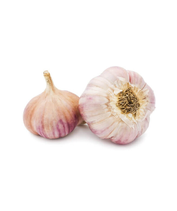 Garlic